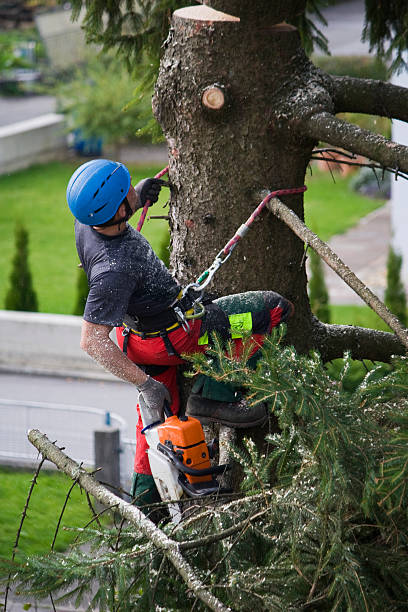 Leaf Removal in Spencerville, OH